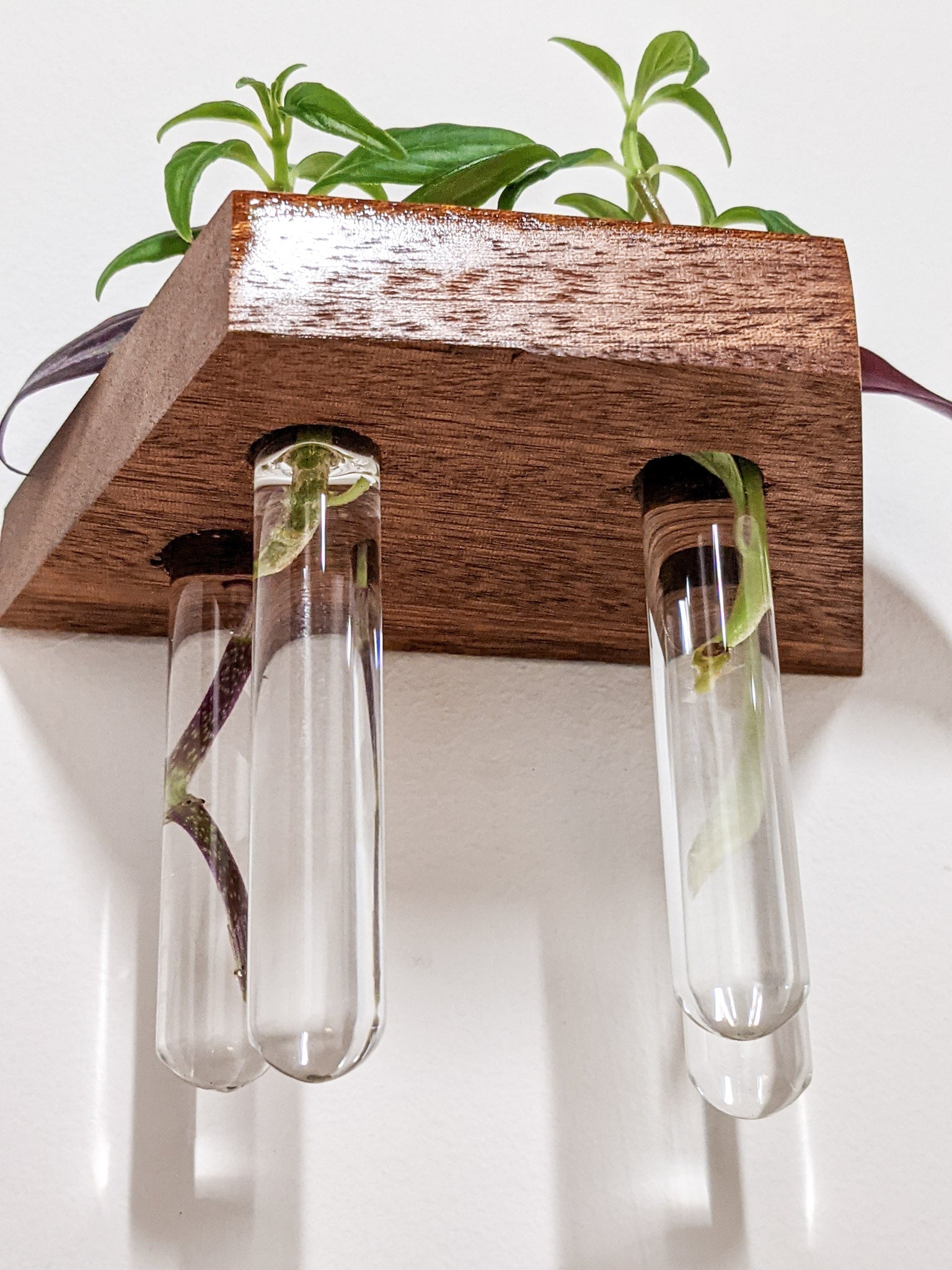 Trapezoid Propagation Station Shelf for Plant Cuttings