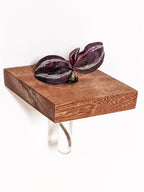Rhombus Propagation Station Shelf for Plant Cuttings