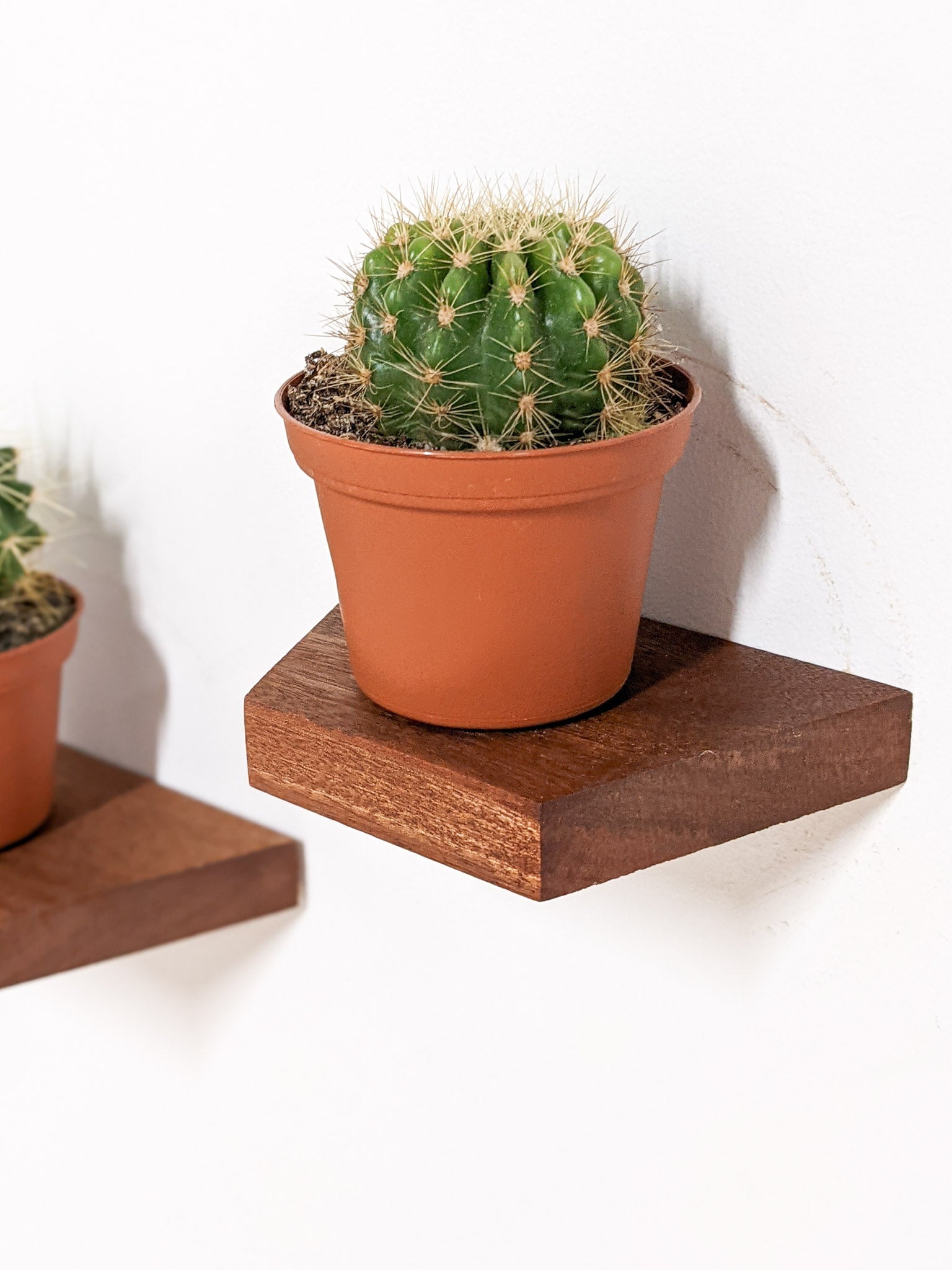 Small Trapezoid Display Shelf in Mahogany