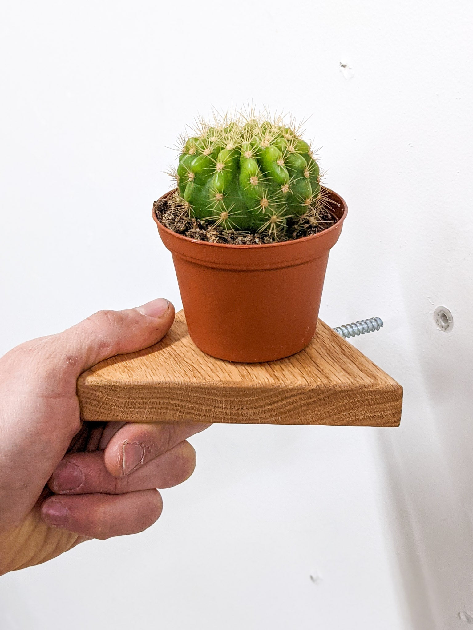Small Triangle Display Shelf in Oak
